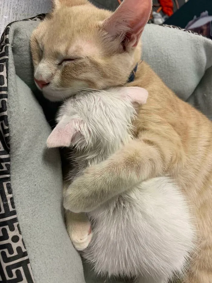 The Time I Rescued A Crying Kitten Outside. My Cat Cuddled Her