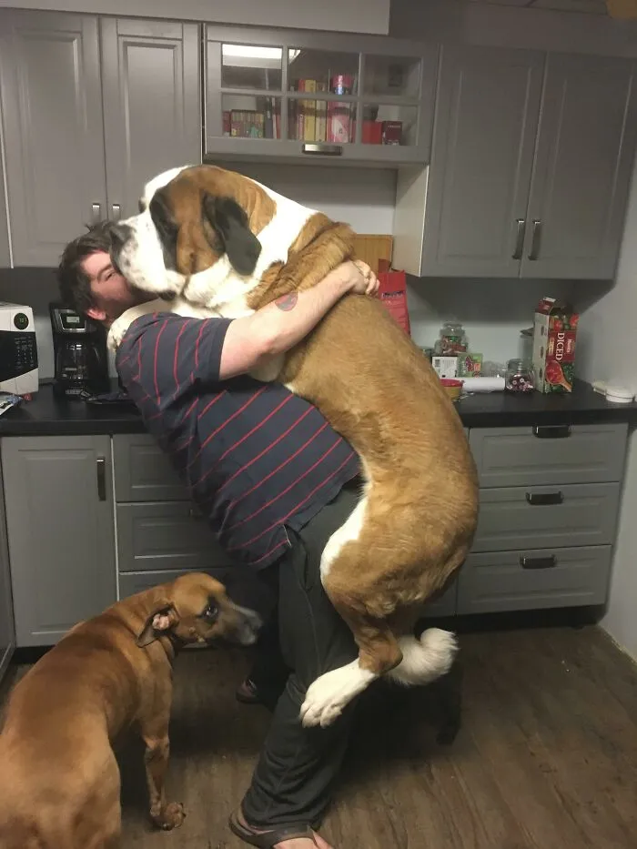 Meet Heisenberg. He Likes Hugs. I'm A 6'1" 300 Lbs Man. He's Almost As Big
