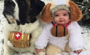 50 Dogs Who Don’t Understand How BIG They Are