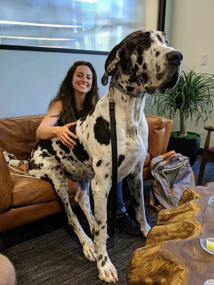 Just A Little Girl In A Big Dog World