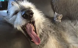 50 Dogs Who Don’t Understand How BIG They Are