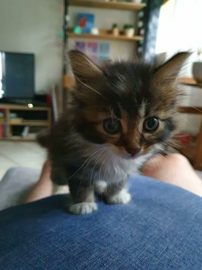 Got This Little Boy From The Animal Shelter, Meet Percy !