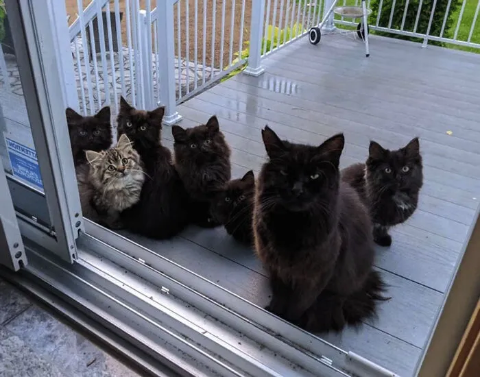 Esta gata callejera trajo a sus crías a la casa de la señora que le daba de comer. Todos fueron aceptados y adoptados