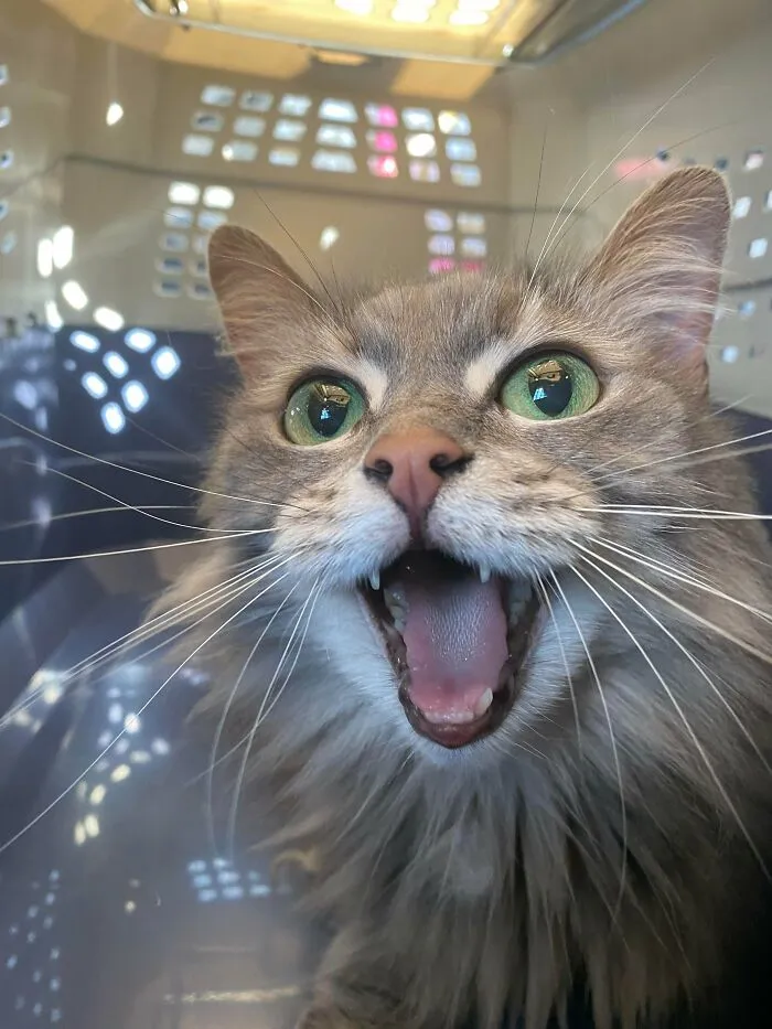 Se llama Shayshay, tiene 11 años y su dueña ya no podía cuidarlo, así que lo adoptamos