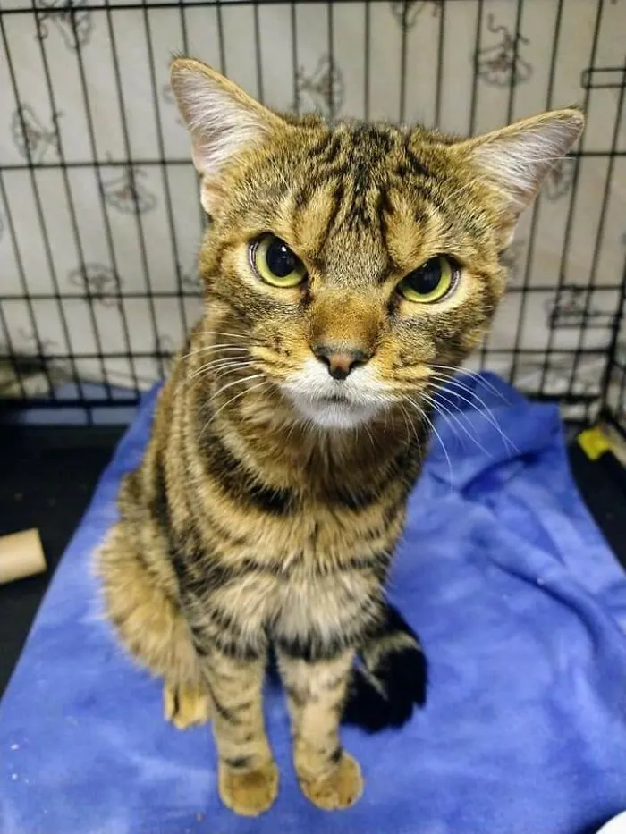 Este gato enfadado se llama Giggles y acaba de ser adoptado