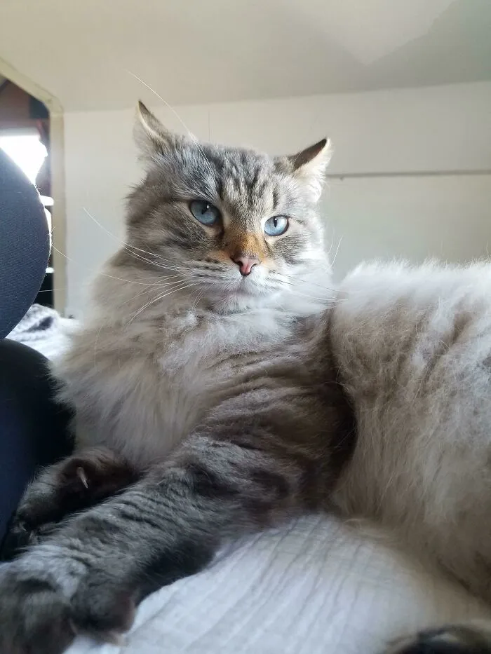 Acabo de adoptar a Tofu y es muy cariñoso