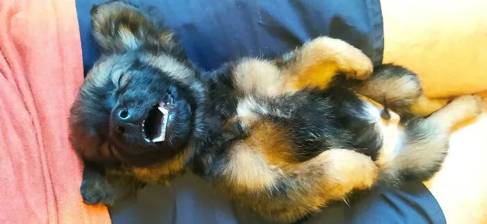 He adoptado sin querer una máquina de dormir