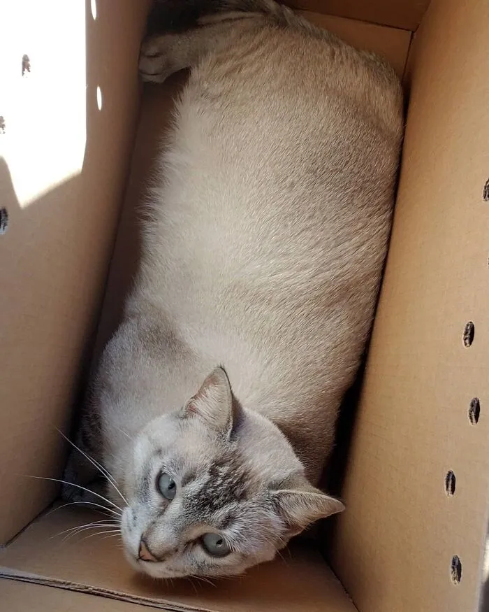 After 25+ Years, I Was Finally Able To Adopt My First Cat. Everyone Meet, Alaska