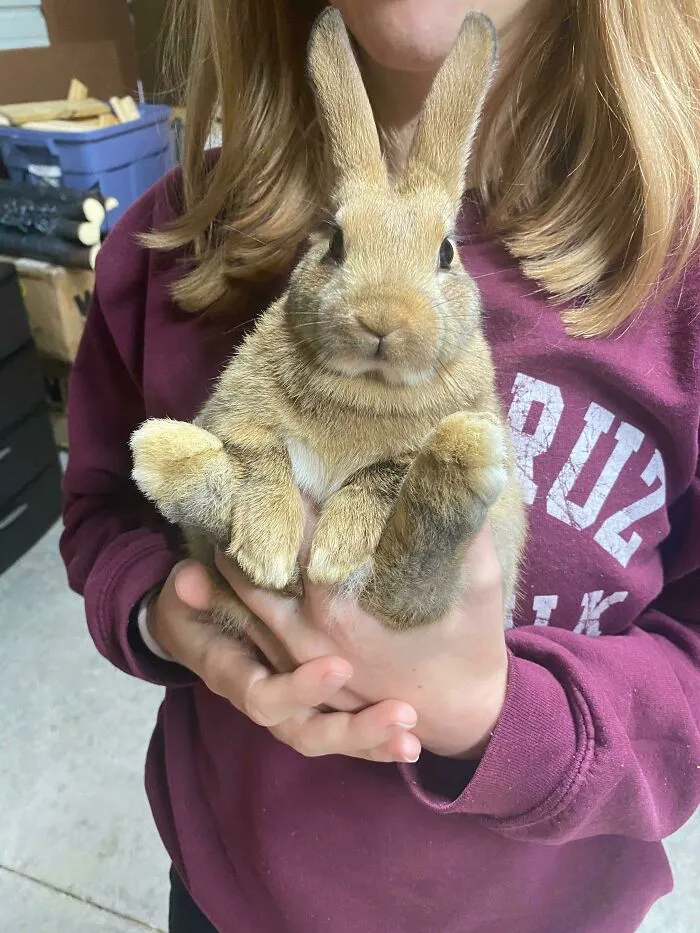 Adopted Bambi Tonight And I’m In Love