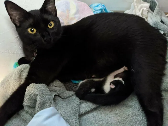 The Stray I Adopted Came With One Little Surprise !