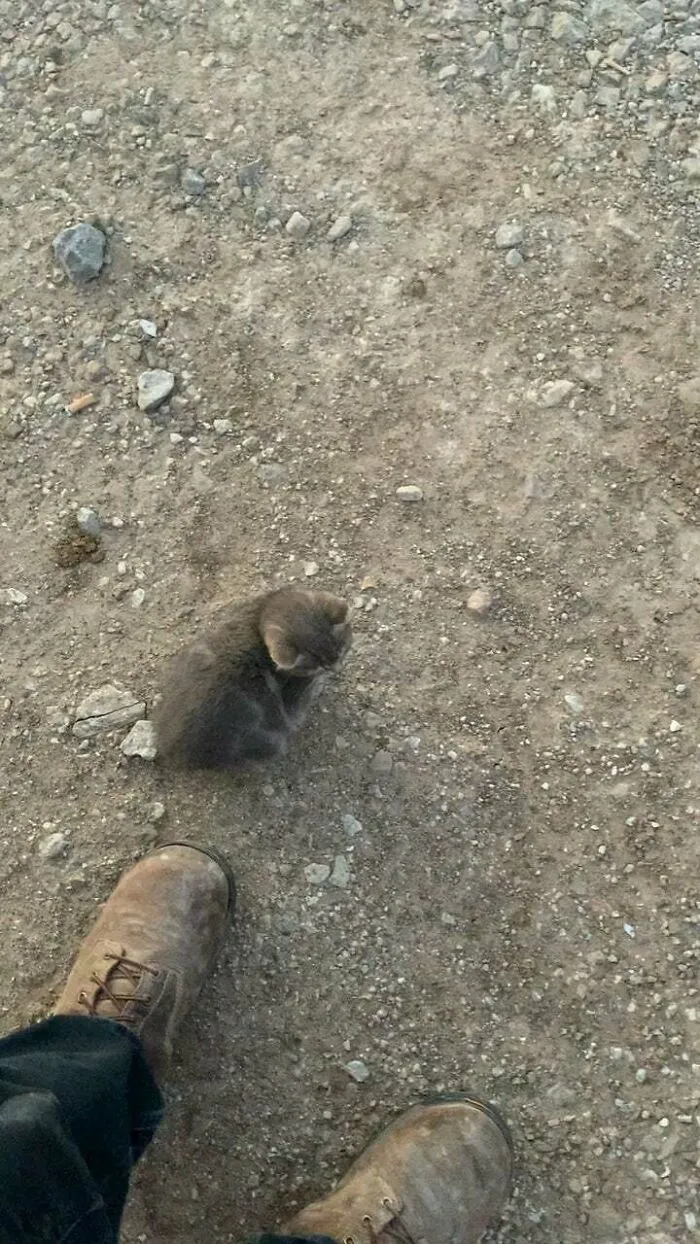 Mountain Climbing Stray At Work...adopted!