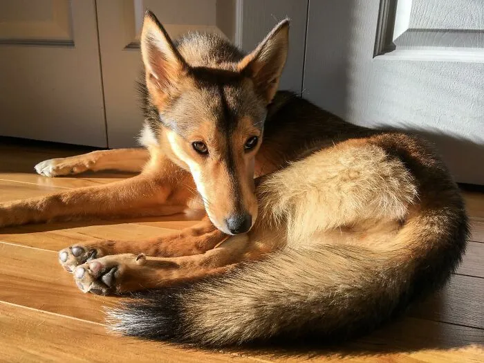 Recién adoptado y ya ha encontrado su sitio favorito para tomar el sol