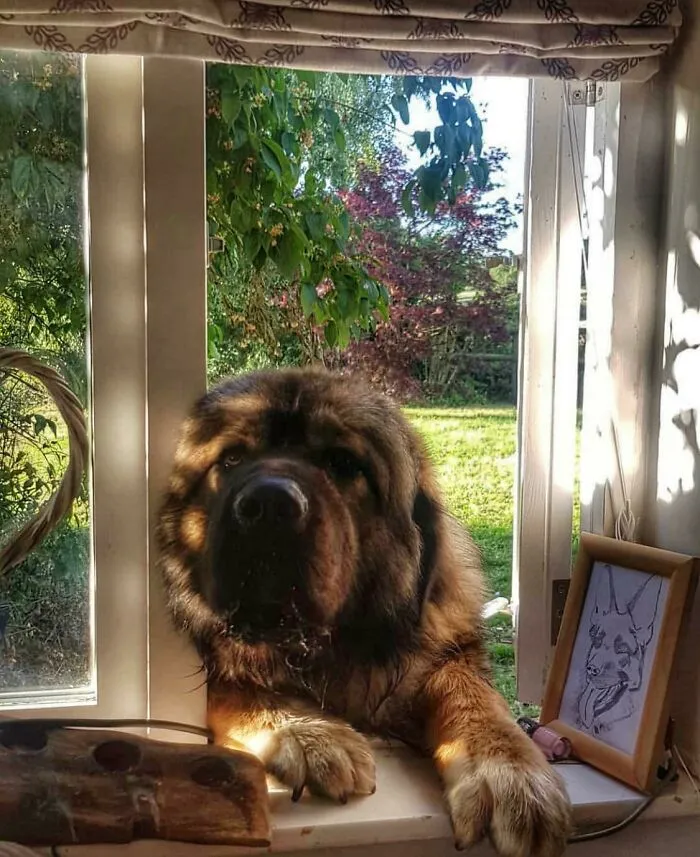 Monty The Big Friendly Giant