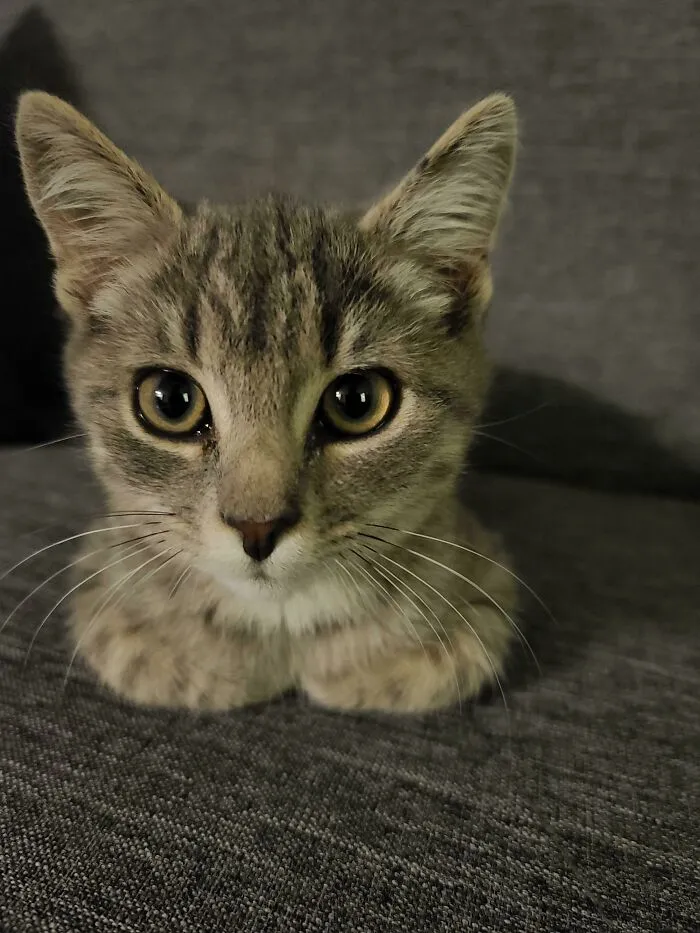 The Long Adoption Paperwork From Animal Control Was Worth It To Bring Winston Home