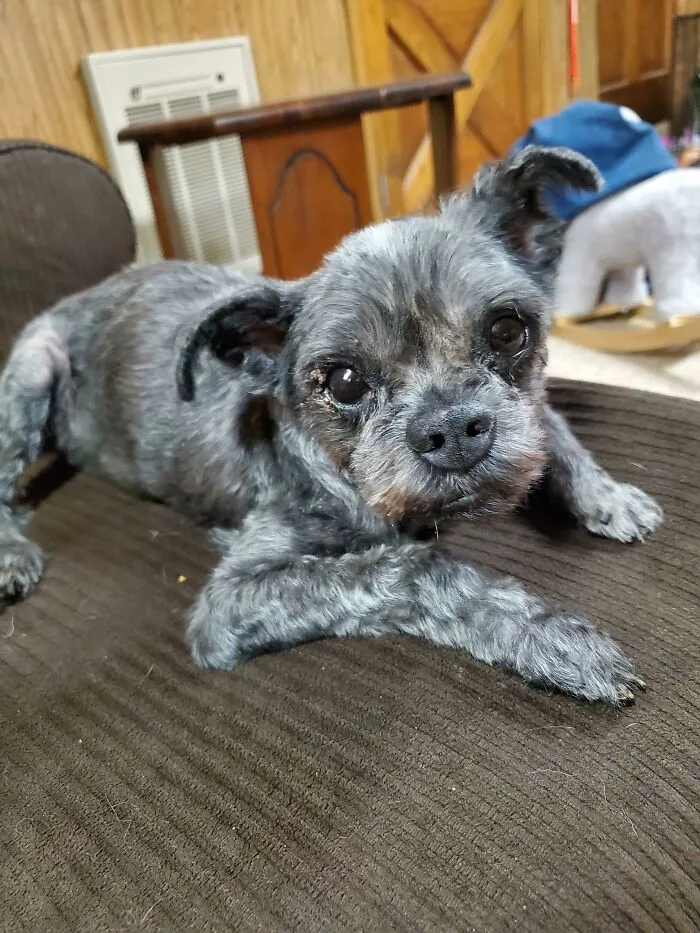 Dalton es diabético y tiene 13 años, mi familia lo ha adoptado