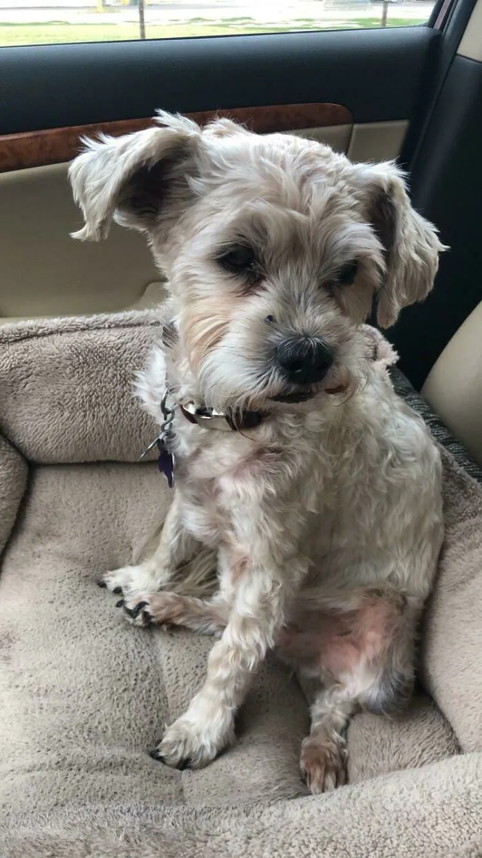 [rip] This Sweet Boy Went Over The Rainbow Bridge A Few Days Ago And I Miss Him So Much. 17 Years Of Pure Puppy Love