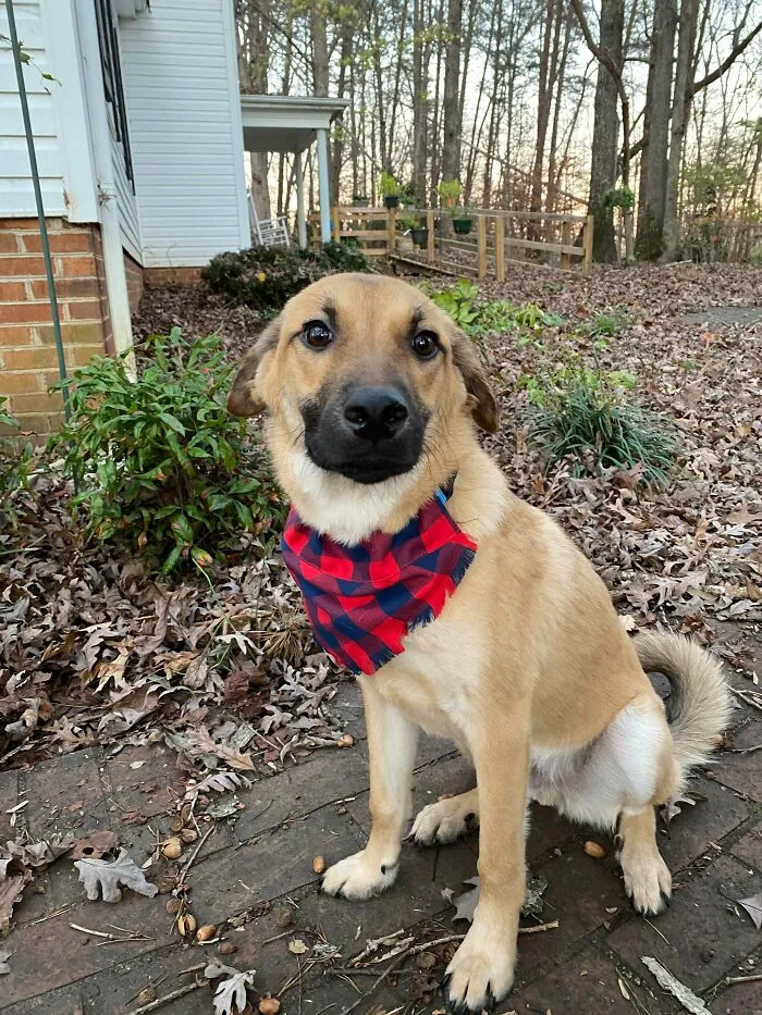 My Boyfriend’s Dog, Rex, 3 Weeks Post-Adoption!