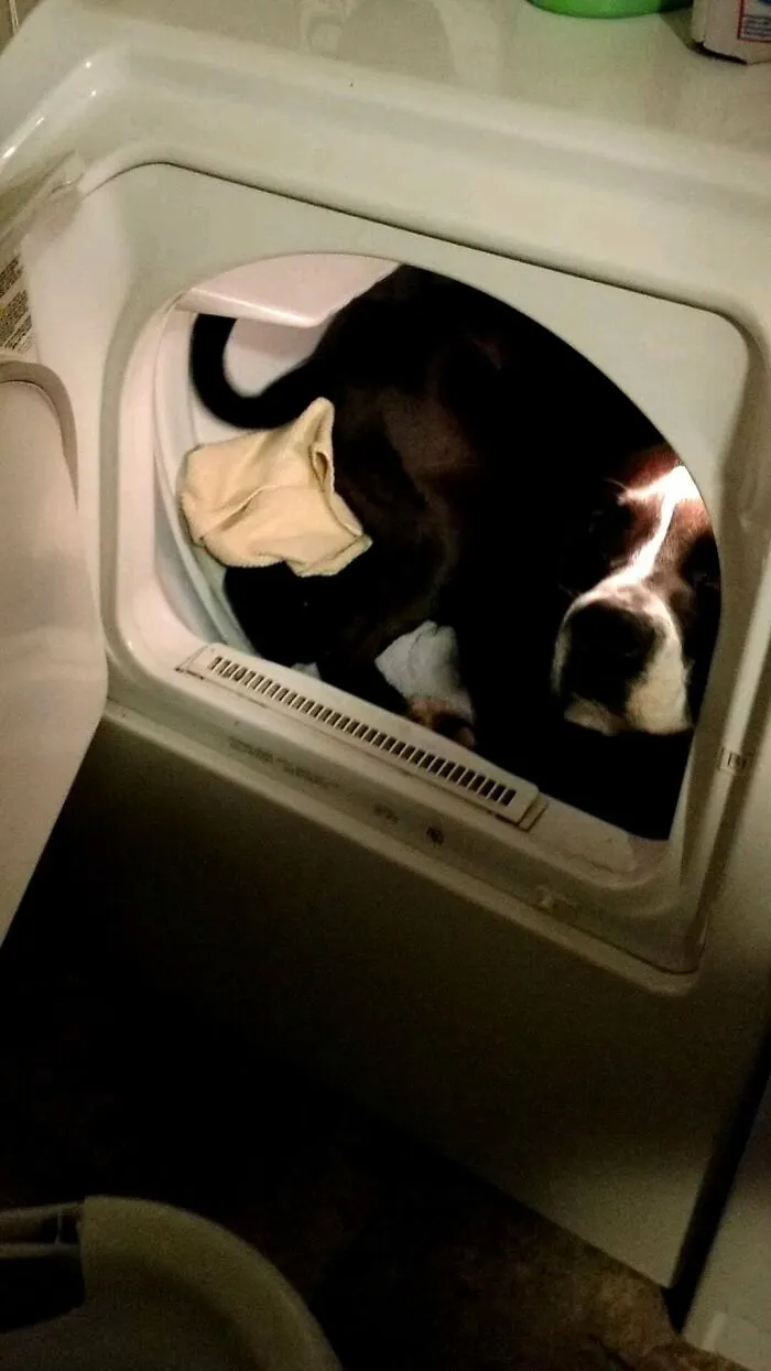 Rescued Junkyard Dog Became Huge Fan Of Warm And Dry Towels And Blankets