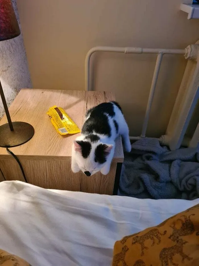 We Adopted Our Second Kitten Last Week. He Sleeps Weird...