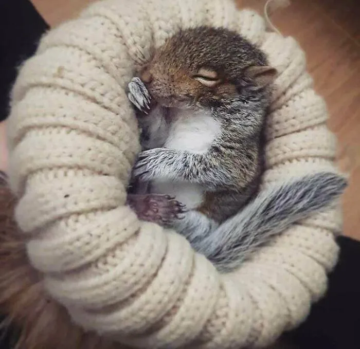 Se encontraron a una ardillita abandonada y la adoptaron, se llama Conker