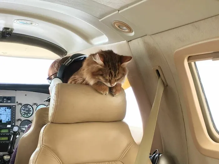 Así duerme Desmond en un avión