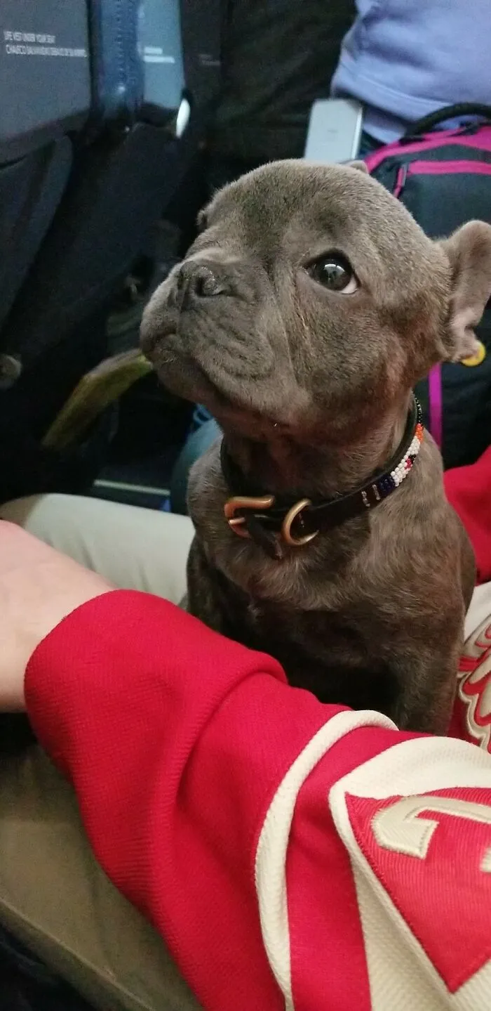 Tuve la suerte de sentarme junto a este pequeño en mi viaje en avión la otra noche
