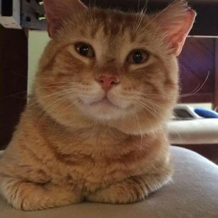 My Mom Says The Stray I Picked Up Last Year Is Ugly, But I Think She's Wrong. His Name Is Cheeto
