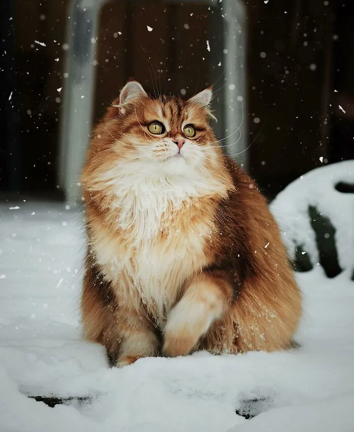 They Tried To Put Me On The Cover Of Vogue But My Fur Was Too Fluffy!