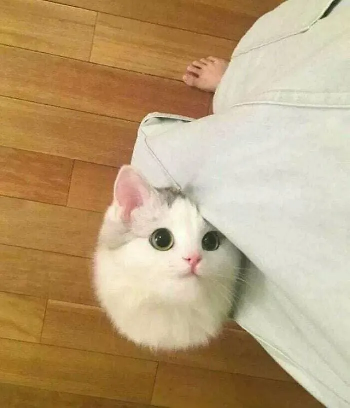 Sometimes I See A Cute Cat And I Lose It On How Cute They Are