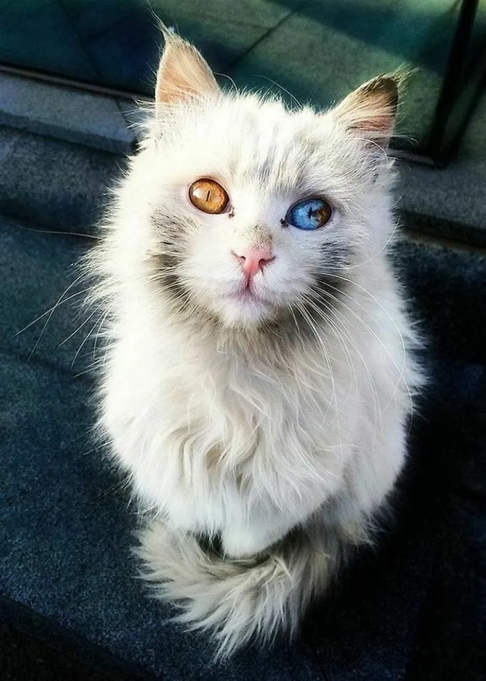 Looking Through The Eyes Of Love