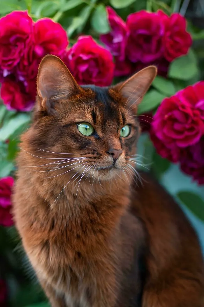 Took This Photo Of My Cat This Summer, Love How The Sunlight Brought Out The Green In His Eyes – Hope It Brightens Your Day