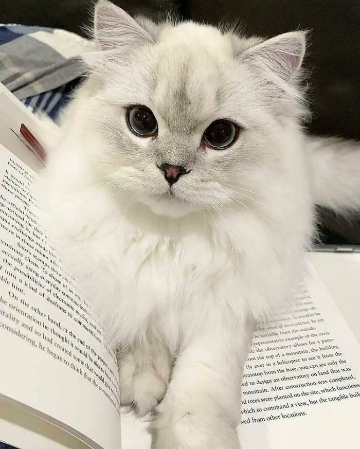 This Little Kitty Is Prettier Than Any Human Being I’ve Ever Seen
