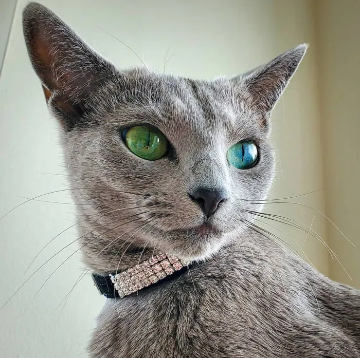 Dina The Russian Blue Is So Beautiful!