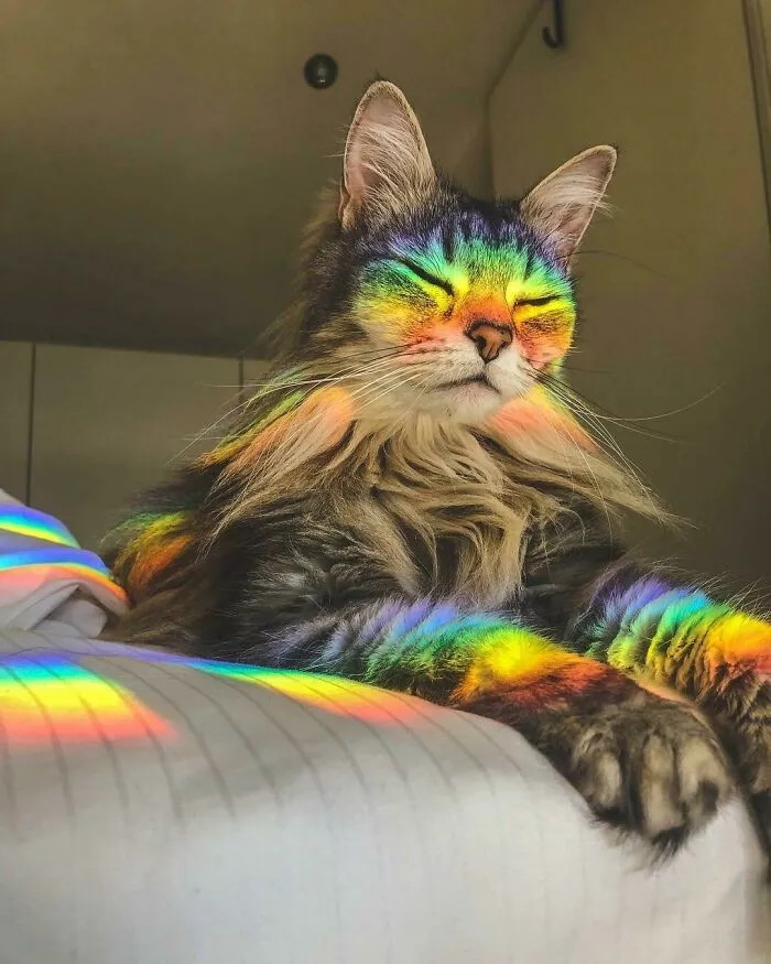 Majestic