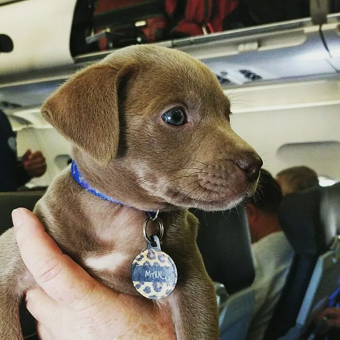 El tipo que se sentó a mi lado en el vuelo en la clase business