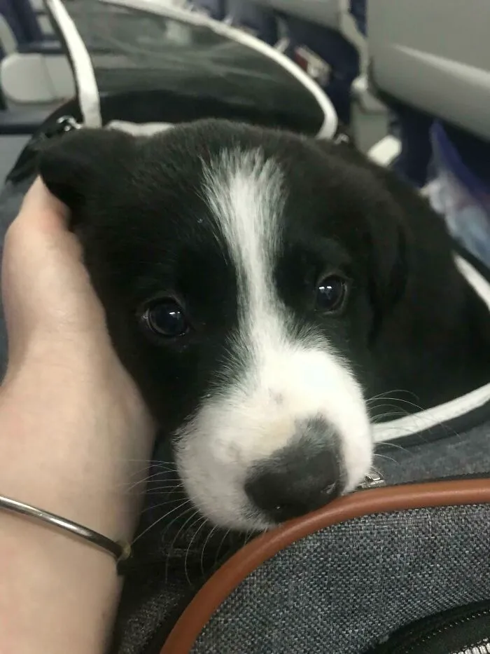 El futuro perro de búsqueda y rescate Echo hizo un viaje de 13 horas a casa conmigo esta semana, incluyendo tres vuelos. Es un soldado