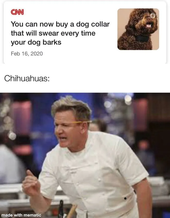 Swearing dog collar meme with a chef passionately gesturing, highlighting humorous dog memes.