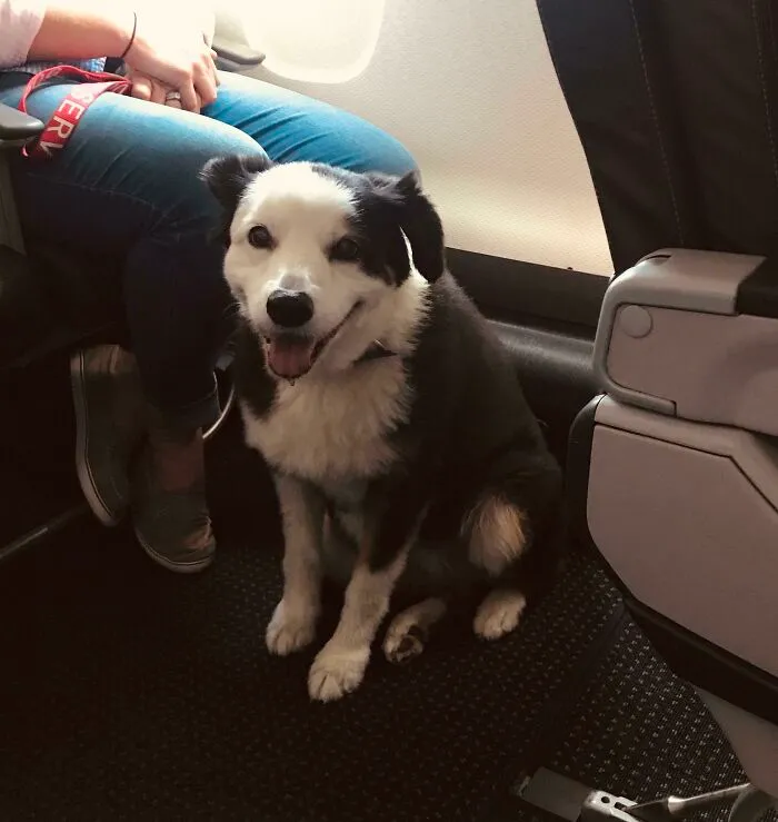 This Girl Named Panda Smiled At Me Like This For Her Entire Plane Ride Shift (Service Dog)