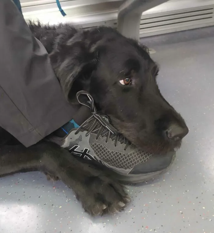 My Blind Stepdad's Guide Dog Axel. They Went On A Week Long Pilgrimage And Are Now Returning Home. This Was Him On The Train Hugging My Stepdad's Foot. Such A Good Boi