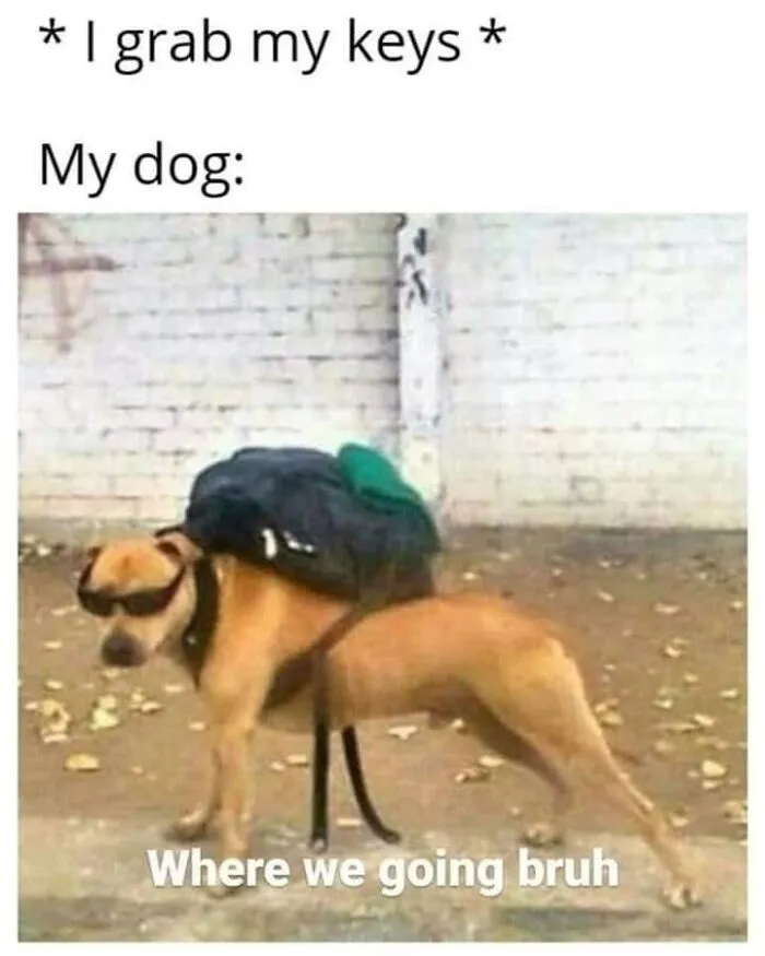 Funny dog meme with a dog wearing sunglasses and a backpack, looking ready to go on an adventure.