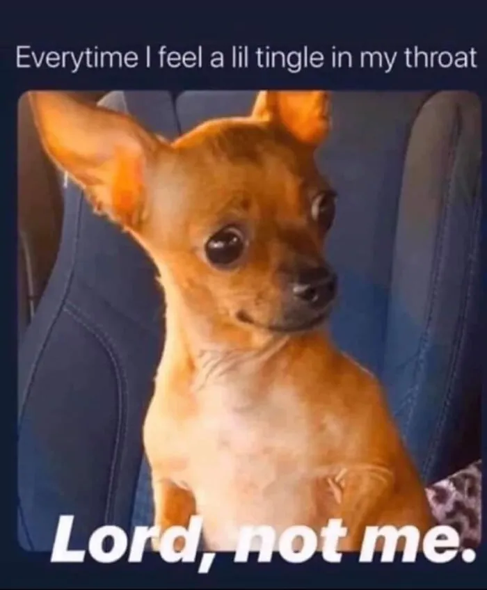 Small brown dog sitting on a car seat looking anxious with funny dog memes caption about throat tingles.