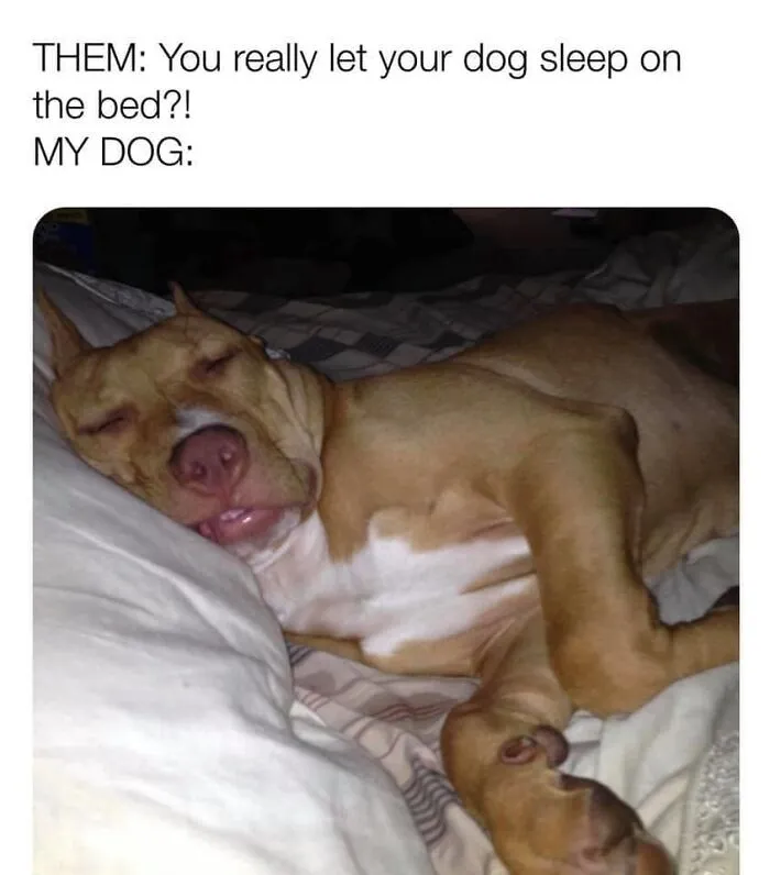 Sleepy dog lying comfortably on a bed, illustrating funny dog memes about dogs sleeping on furniture.