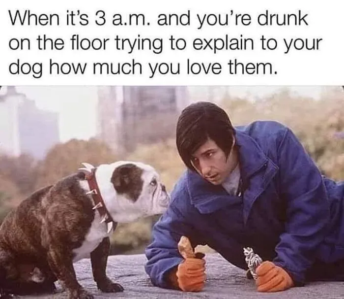 Man in blue jacket leaning on ground talking to bulldog, illustrating funny dog memes about love and late-night moments.