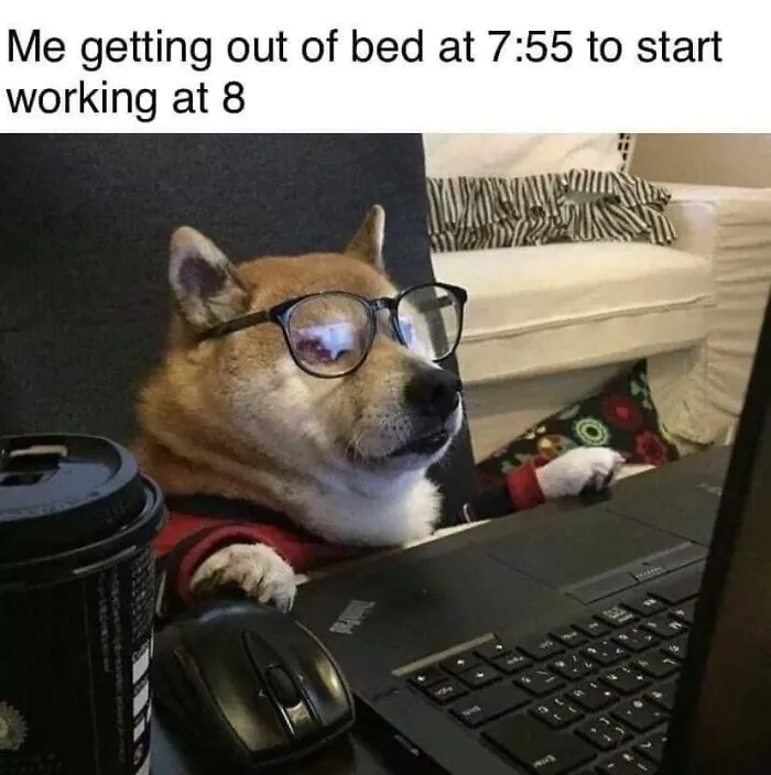 Dog wearing glasses working on a laptop with coffee nearby, humorous meme from funniest dog memes collection.