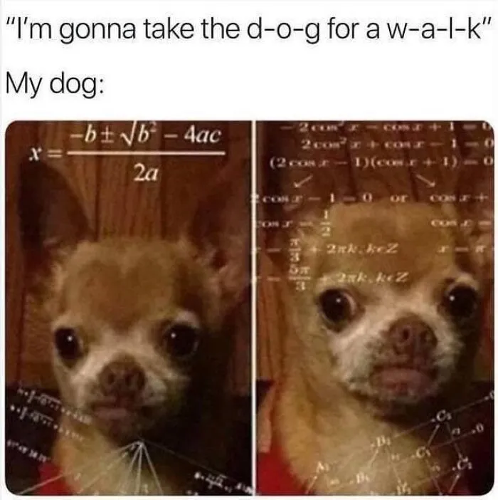 Small dog with confused expression surrounded by mathematical formulas, a funny dog meme for humor and entertainment.