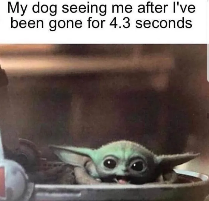 Cute dog meme showing a small creature excitedly looking after being gone for a few seconds, capturing funny dog meme humor.