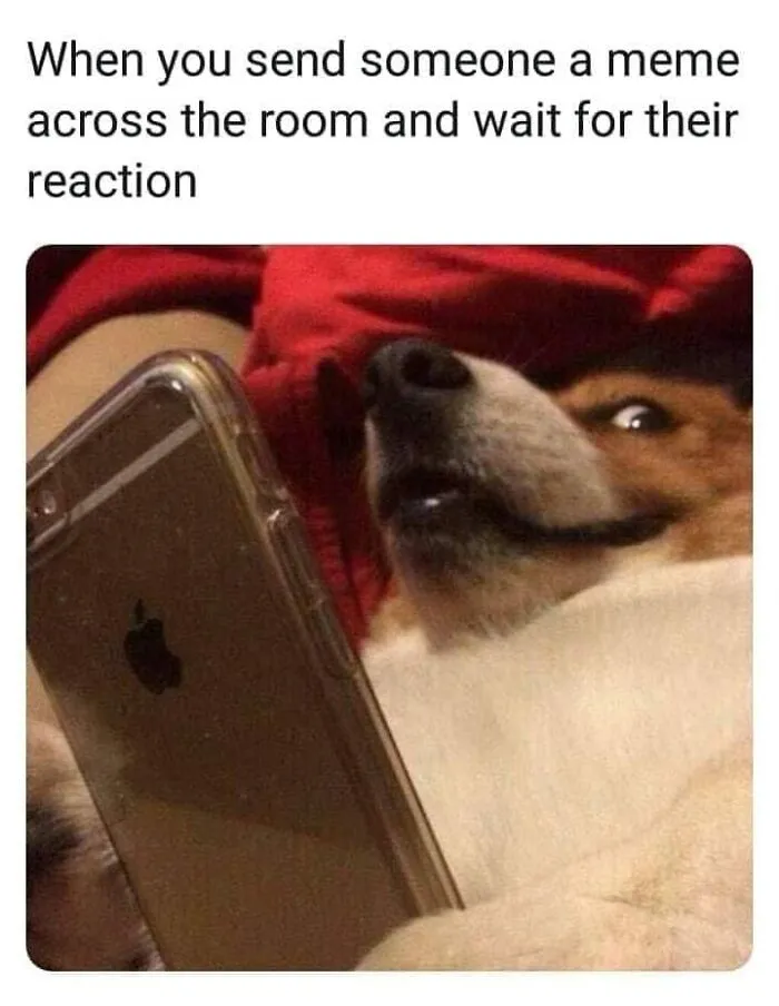 Dog with a phone making a funny face, depicting a humorous meme moment.