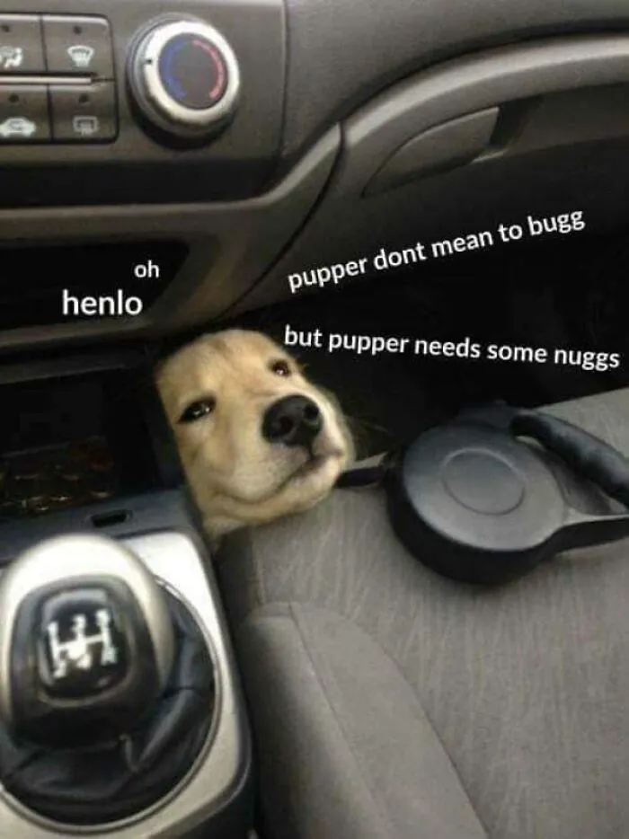 Funny dog meme with a golden retriever peeking from under a car seat asking for nugs in a playful tone.