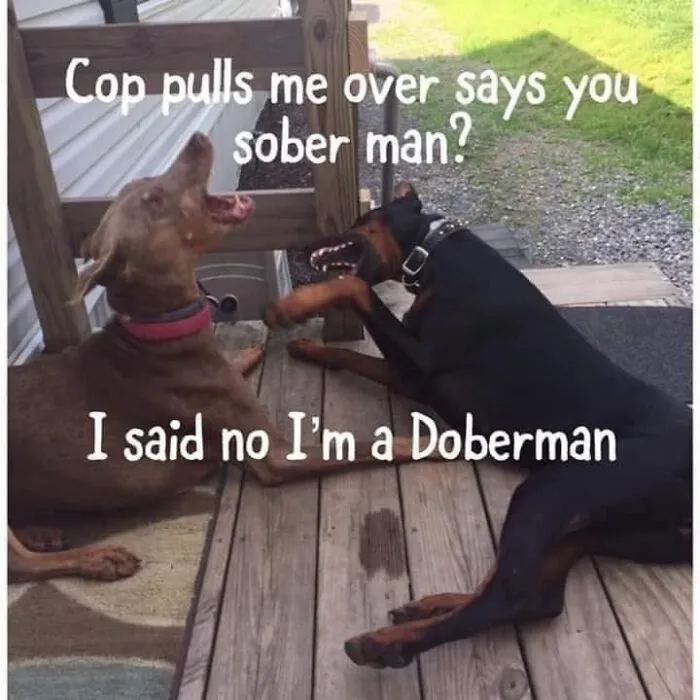 Two Doberman dogs lying on a wooden deck with a funny meme about being pulled over for sobriety, featuring dog memes.