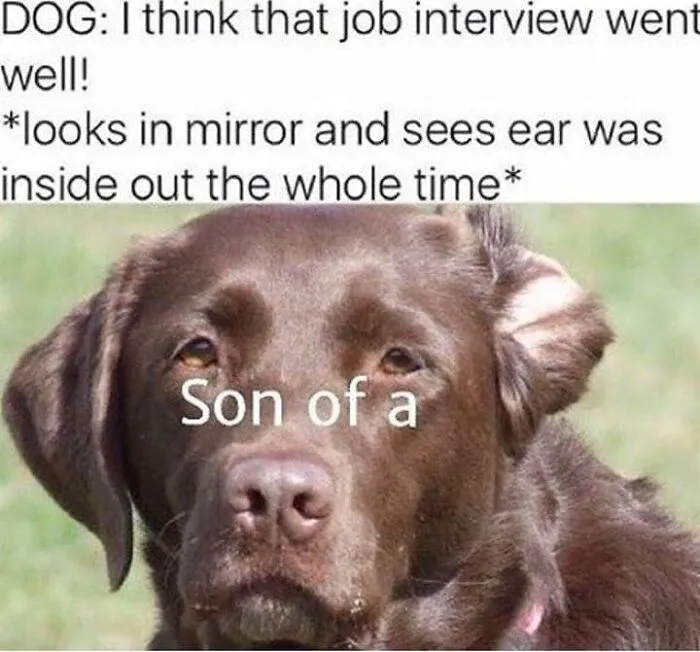 Brown dog with one ear flipped inside out looking confused in a funny dog meme for humor and laughter.